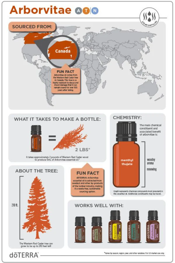 doTERRA Arborvitae Essential Oil - Image 3