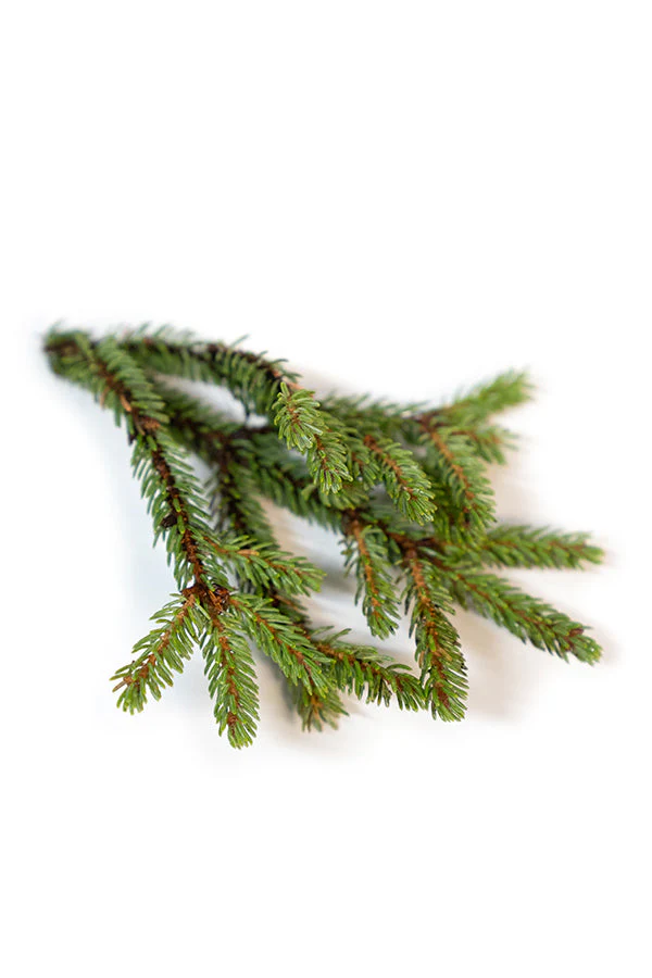 doTERRA Black Spruce Essential Oil - Image 3