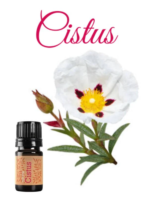 doTERRA Cistus Essential Oil - Image 3