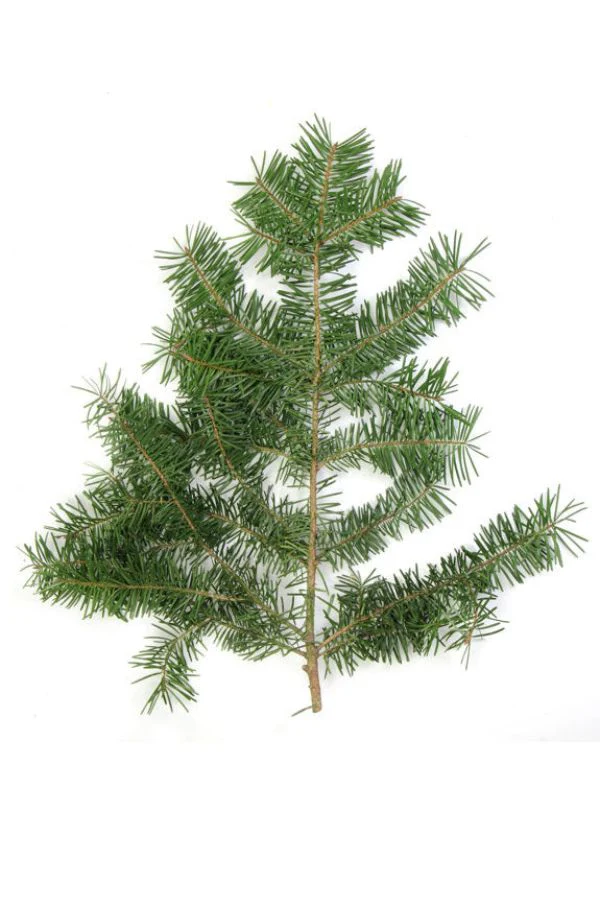 doTERRA Douglas Fir Essential Oil - Image 3