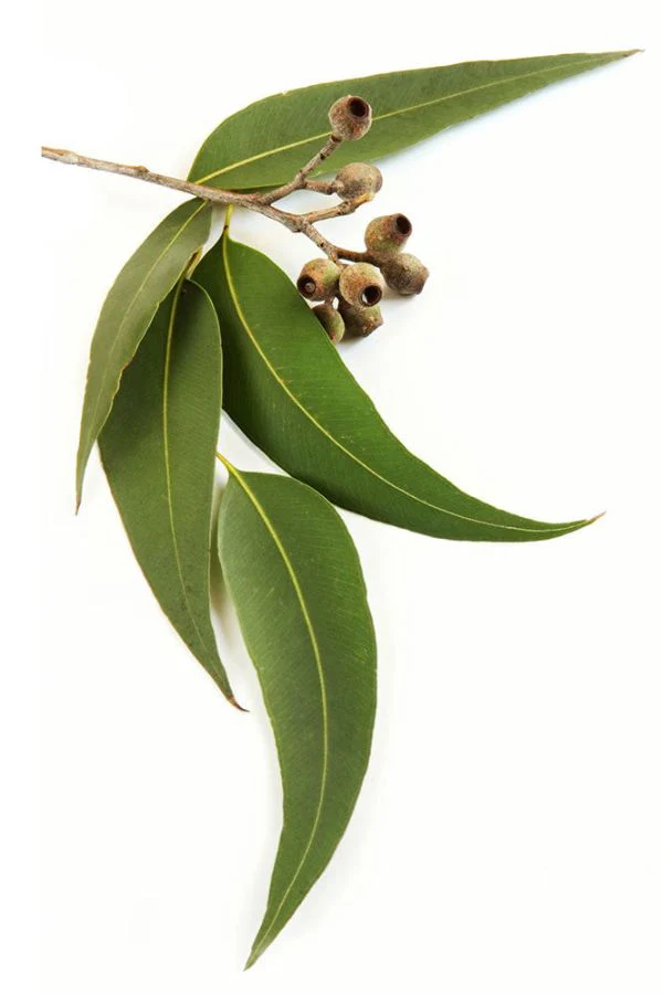 doTERRA Eucalyptus Essential Oil - Image 4