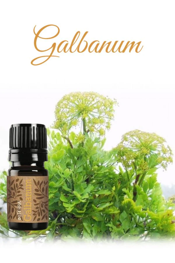 doTERRA Galbanum Essential Oil - Image 3