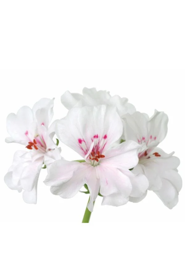 doTERRA Geranium Essential Oil - Image 3