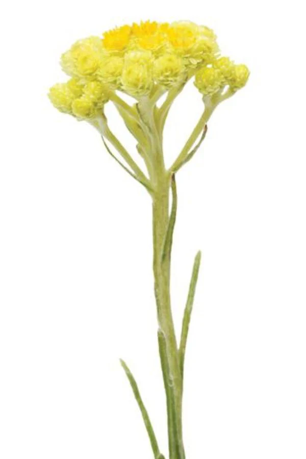 doTERRA Helichrysum Touch Roll-on - Image 4