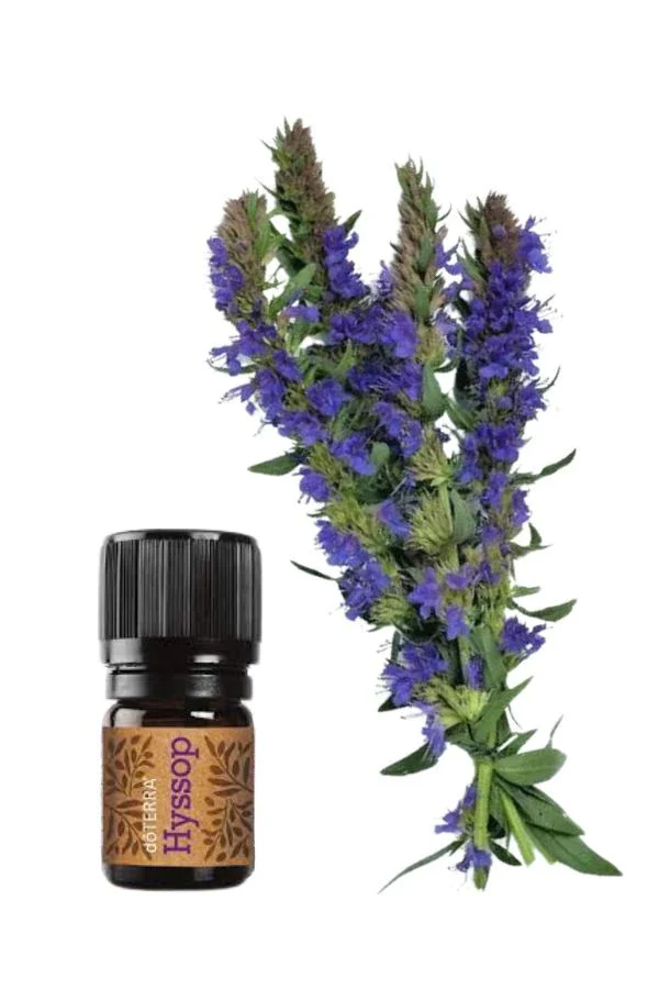 doTERRA Hyssop Essential Oil - Image 2