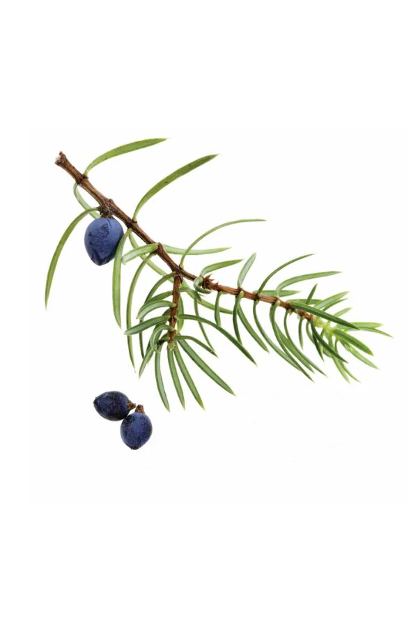 doTERRA Juniper Berry Essential Oil - Image 2