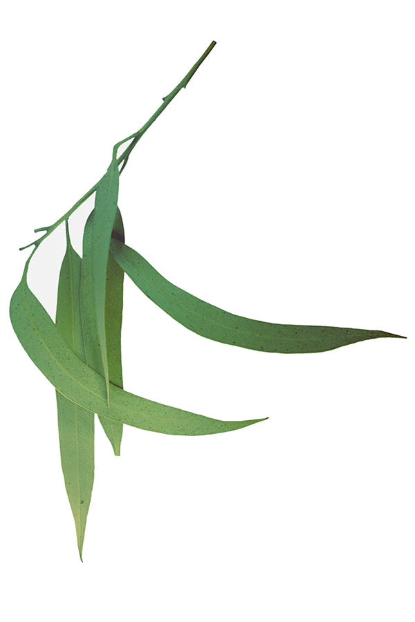 doTERRA Lemon Eucalyptus Essential Oil - Image 2