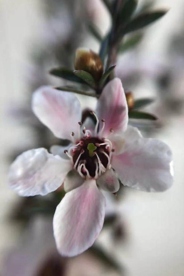 doTERRA Manuka Essential Oil - Image 3