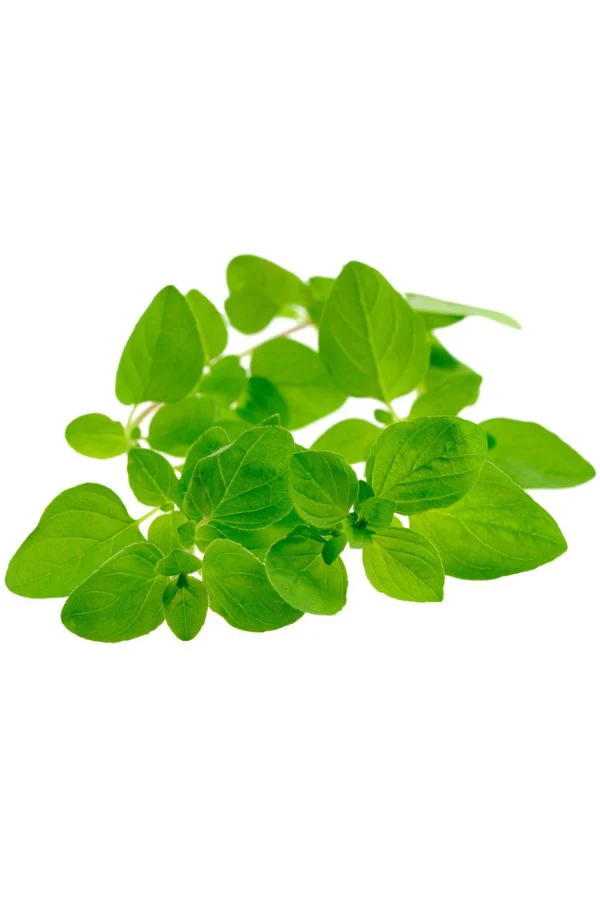 doTERRA Marjoram Essential Oil - Image 3