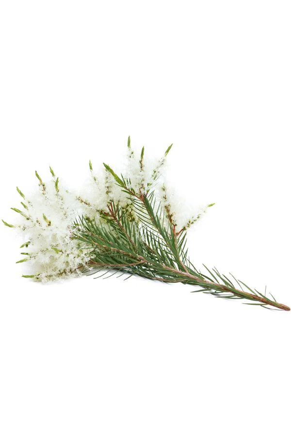 doTERRA Tea Tree (Melaleuca) Touch roll-on - Image 4