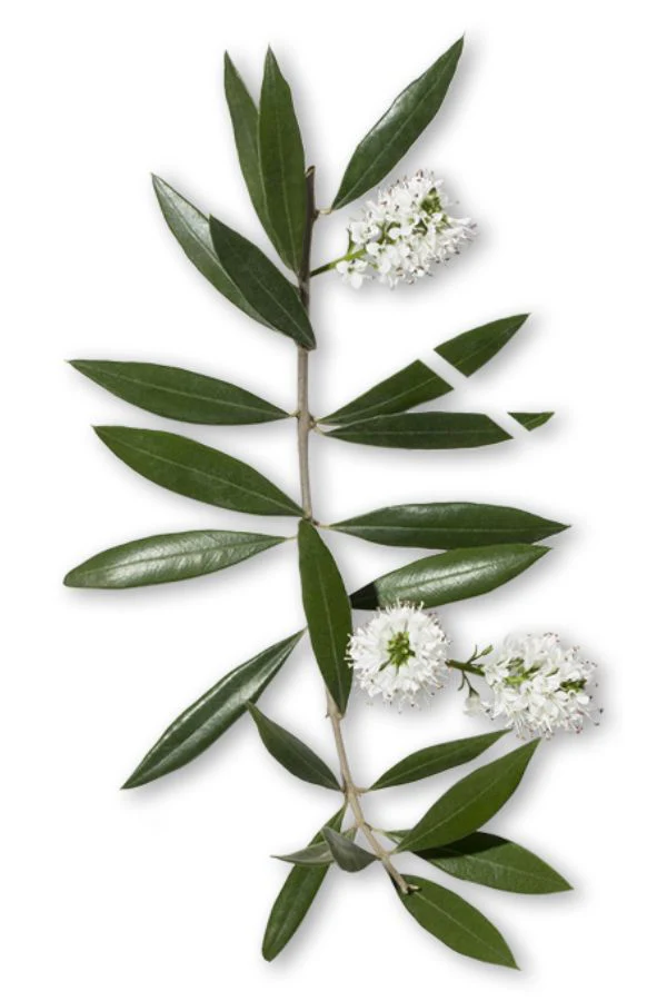 doTERRA Niaouli Essential Oil - Image 3