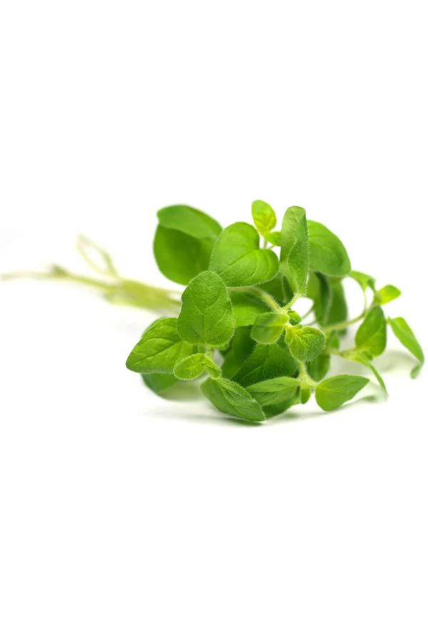 doTERRA Oregano Touch Roll-on - Image 4