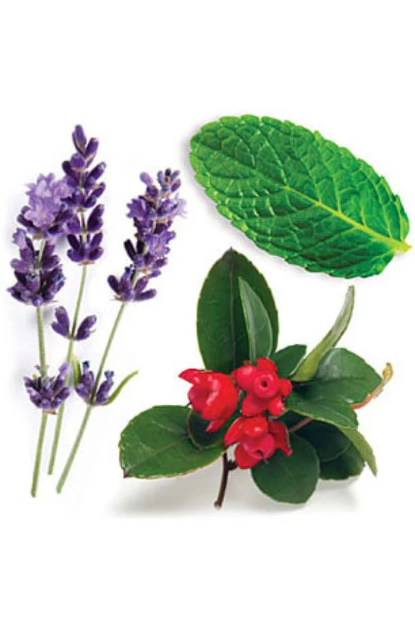 doTERRA Past Tense Blend - Image 3