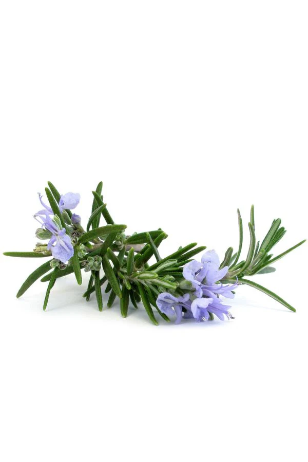 doTERRA Rosemary Essential Oil - Image 4