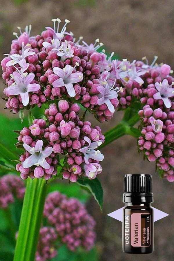 doTERRA Valerian Essential Oil - Image 4