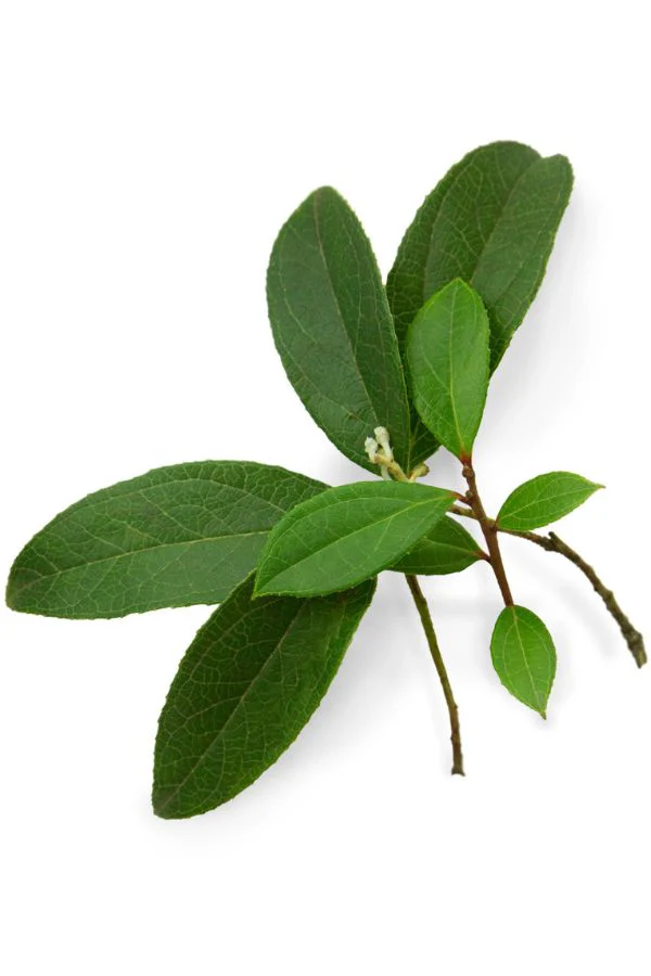 doTERRA Wintergreen Essential Oil - Image 3
