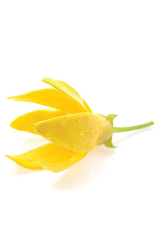 doTERRA Ylang Ylang Essential Oil - Image 4